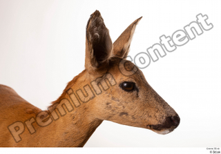 Deer Doe 2 head 0002.jpg